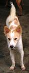 Old: Tag P1 (Heidi) - Adopted - 200903 - Spitz Mix Dog