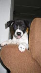 Wan Wan - Jack Russell Terrier Mix Dog