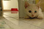 I like to hide under the bed