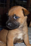 Healthyadorablepuppies For Adoption - Mixed Breed Dog