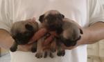 Pug - Father Malaysia Champion - Pug Dog