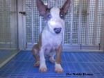 Taiwan Mini Bull Terrier Female - Bull Terrier Dog