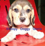 Beagle Puppies With Mka Cert - Beagle Dog