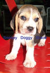 Beagle Puppies With Mka Cert - Beagle Dog