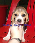 Beagle Puppies With Mka Cert - Beagle Dog