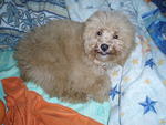 Linggo - Poodle Dog