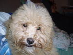 Linggo - Poodle Dog