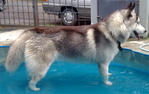 Husky - Siberian Husky Dog