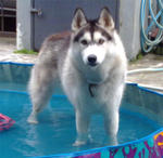 Husky - Siberian Husky Dog