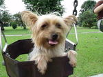 Silky Terrier (Female) - Silky Terrier Dog