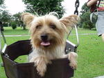 Silky Terrier (Female) - Silky Terrier Dog