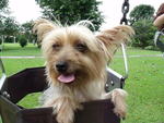 Silky Terrier (Female) - Silky Terrier Dog