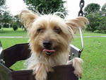 Silky Terrier (Female) - Silky Terrier Dog