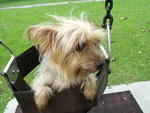 Silky Terrier (Female) - Silky Terrier Dog