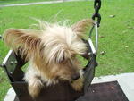 Silky Terrier (Female) - Silky Terrier Dog