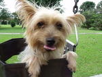 Silky Terrier (Female) - Silky Terrier Dog