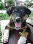 Wynna - Mixed Breed Dog