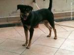 Lucky - Male - Rottweiler Mix Dog