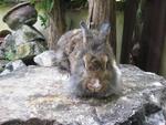 Lionel - Lionhead Rabbit