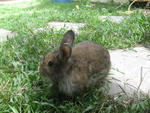 Lionel - Lionhead Rabbit