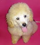 PF13079 - Poodle Dog