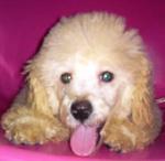 PF13079 - Poodle Dog