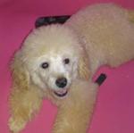 PF13079 - Poodle Dog