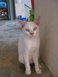 White Kitten (Female) - ADOPTED