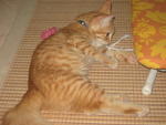 Oyen @ Dutch - Domestic Long Hair + Persian Cat