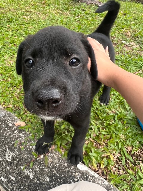 Blackies - Mixed Breed Dog