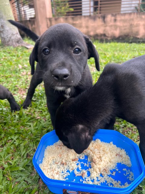 Blackies - Mixed Breed Dog