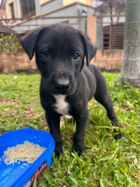 Blackies - Mixed Breed Dog