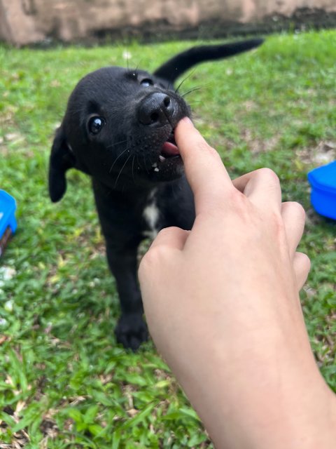 Blackies - Mixed Breed Dog