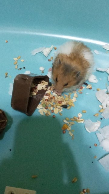 Maisie - Syrian / Golden Hamster Hamster