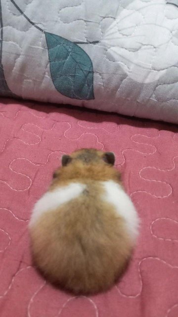 Maisie - Syrian / Golden Hamster Hamster