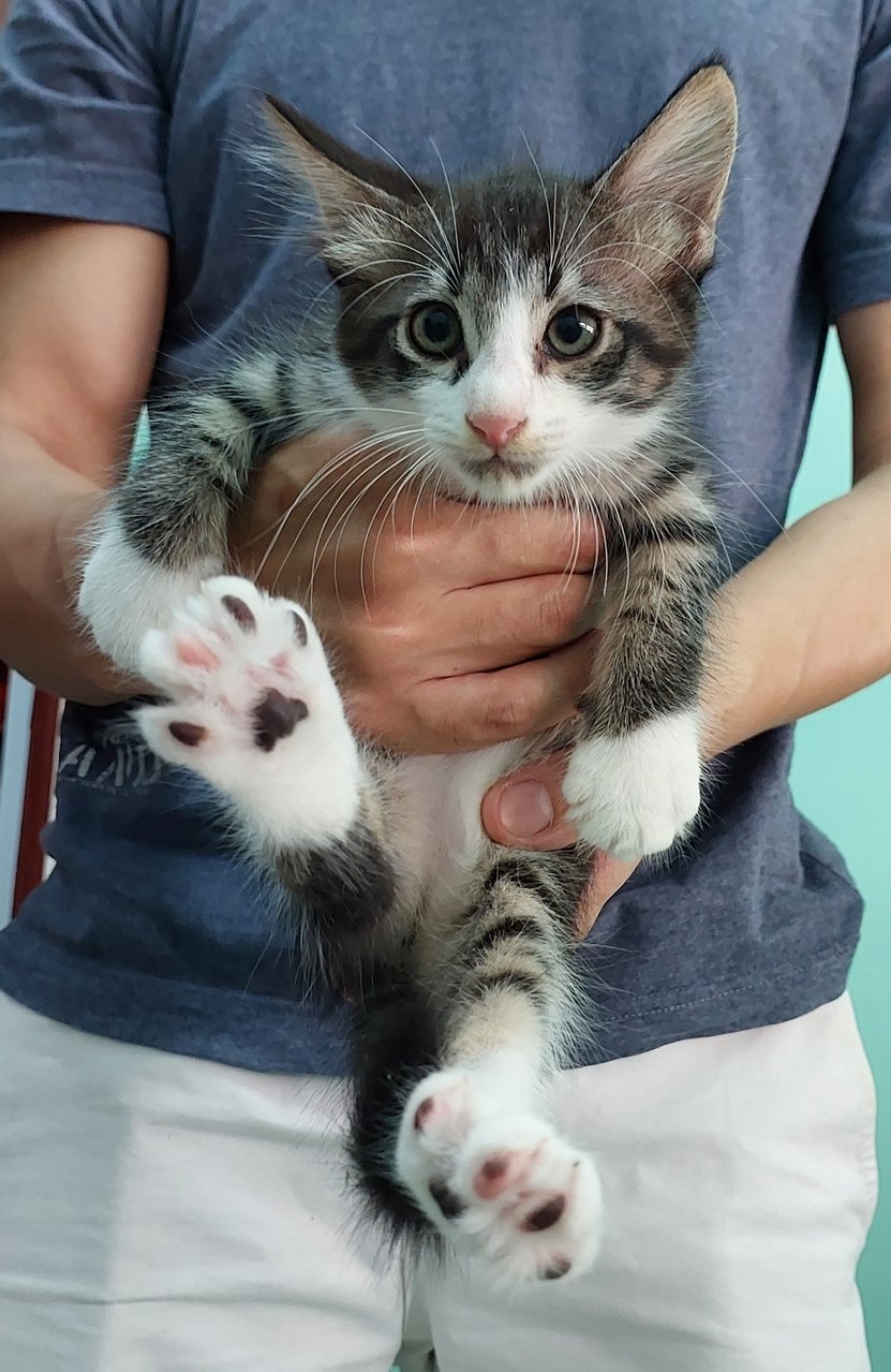 Lao Si - Domestic Short Hair Cat