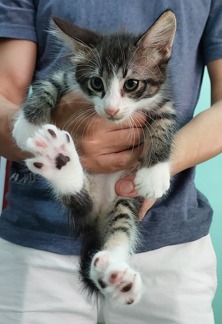 Lao Si - Domestic Short Hair Cat