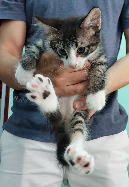 Lao Si - Domestic Short Hair Cat