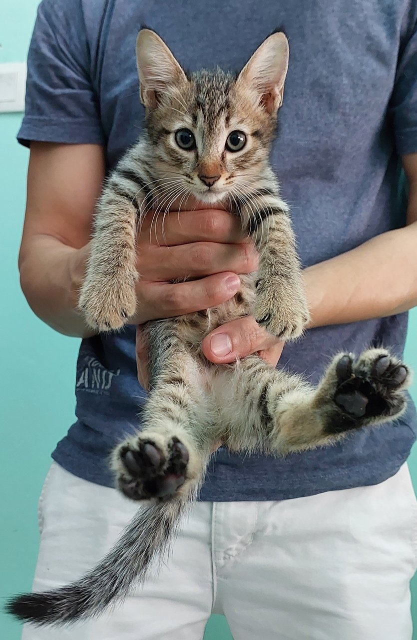 Lao San - Domestic Short Hair Cat