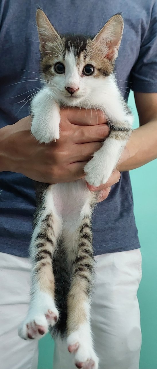 Lao Er - Domestic Short Hair Cat