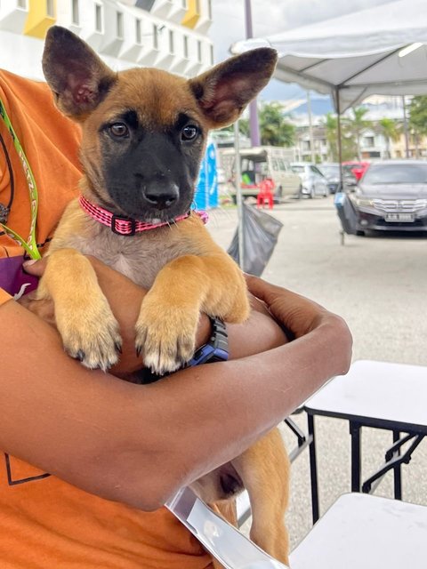 Cute Gals - Mixed Breed Dog