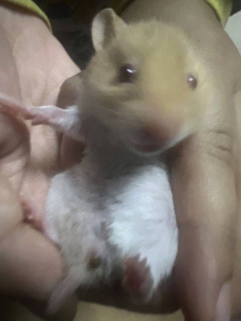 No Name - Syrian / Golden Hamster Hamster