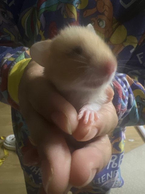 No Name - Syrian / Golden Hamster Hamster