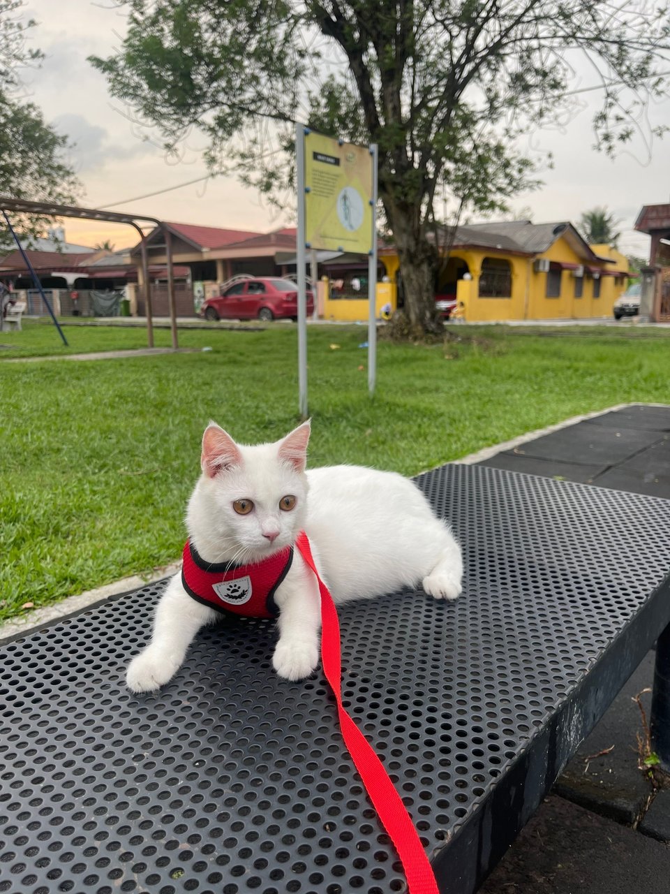 Olaf Orlando - Domestic Short Hair Cat