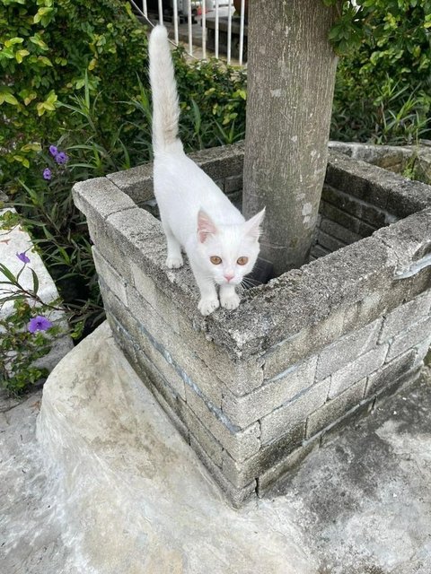 Olaf Orlando - Domestic Short Hair Cat