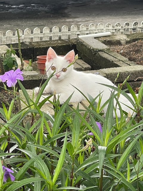 Olaf Orlando - Domestic Short Hair Cat