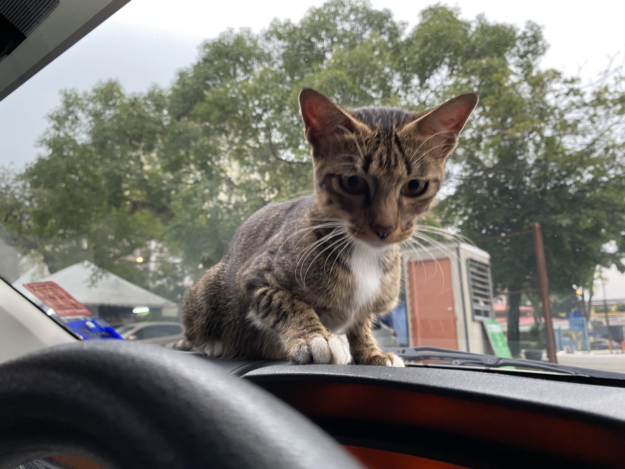 Office’s Stray  - Domestic Short Hair Cat