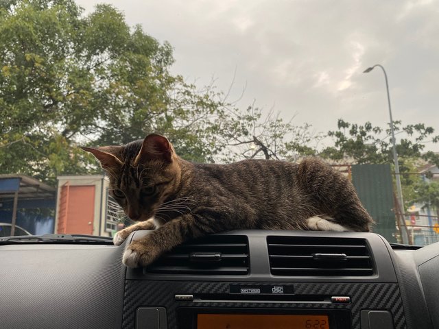 Office’s Stray  - Domestic Short Hair Cat