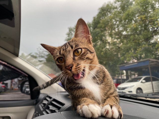 Office’s Stray  - Domestic Short Hair Cat