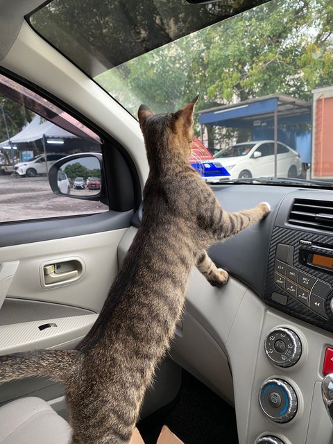 Office’s Stray  - Domestic Short Hair Cat